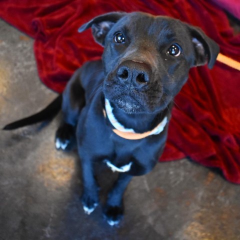 Ripley, an adoptable Black Labrador Retriever, Boxer in Rifle, CO, 81650 | Photo Image 1