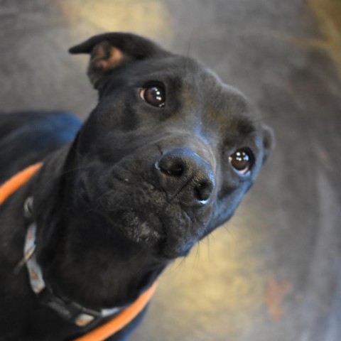 Ripley, an adoptable Black Labrador Retriever, Boxer in Rifle, CO, 81650 | Photo Image 2