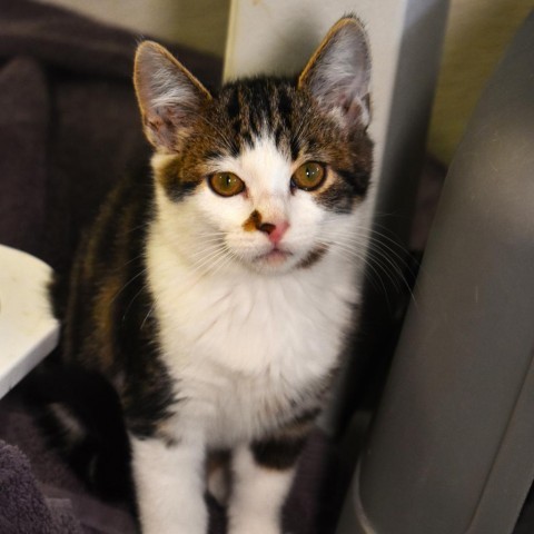 Galapagos shark (24-3j-4), an adoptable Domestic Short Hair in Rifle, CO, 81650 | Photo Image 1