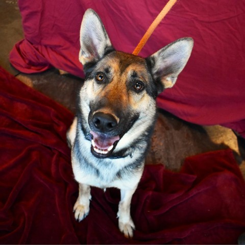 Zya (Kiel), an adoptable German Shepherd Dog in Rifle, CO, 81650 | Photo Image 1