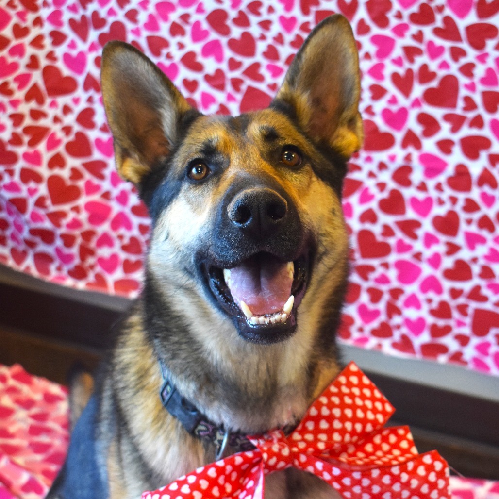 Zya (Kiel), an adoptable German Shepherd Dog in Rifle, CO, 81650 | Photo Image 1