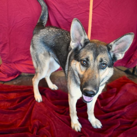 Zya (Kiel), an adoptable German Shepherd Dog in Rifle, CO, 81650 | Photo Image 2