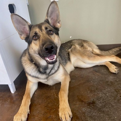 Zya (Kiel), an adoptable German Shepherd Dog in Rifle, CO, 81650 | Photo Image 3