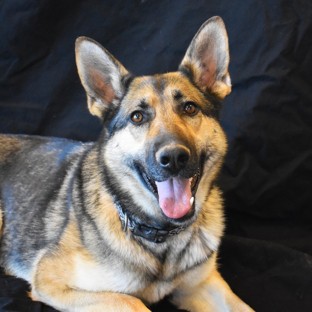 Zya (Kiel), an adoptable German Shepherd Dog in Rifle, CO, 81650 | Photo Image 3