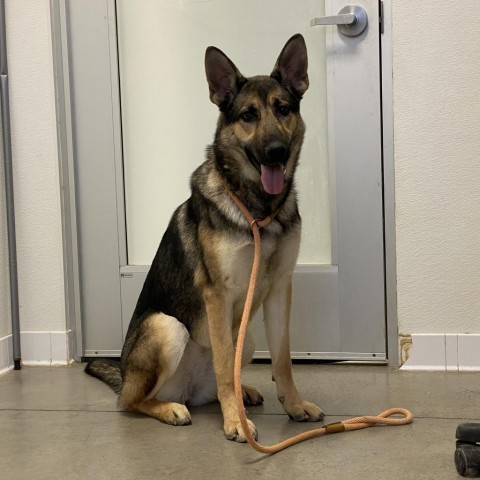 Zya (Kiel), an adoptable German Shepherd Dog in Rifle, CO, 81650 | Photo Image 4