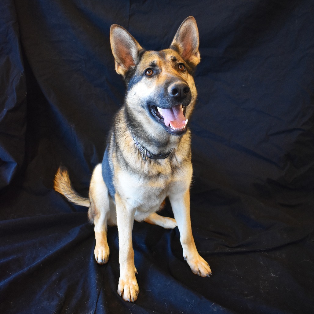 Zya (Kiel), an adoptable German Shepherd Dog in Rifle, CO, 81650 | Photo Image 4
