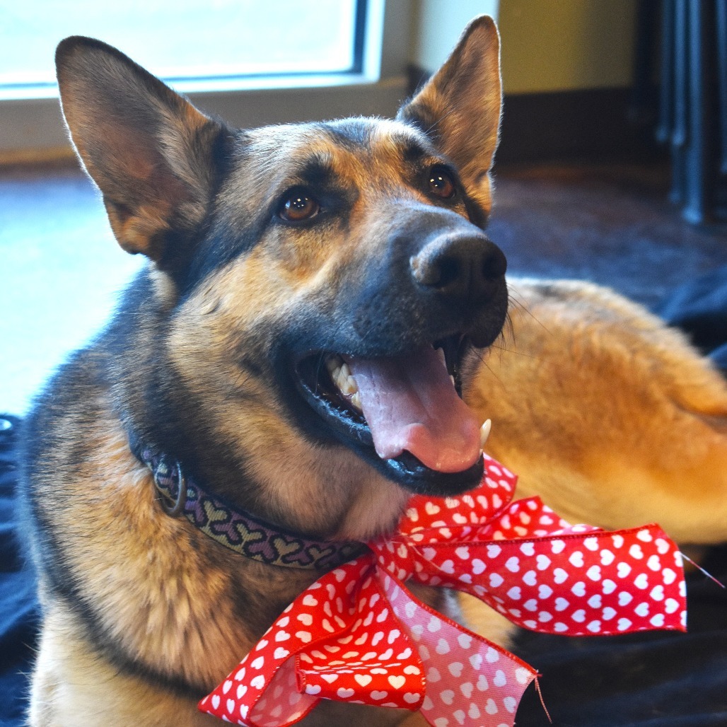 Zya (Kiel), an adoptable German Shepherd Dog in Rifle, CO, 81650 | Photo Image 5