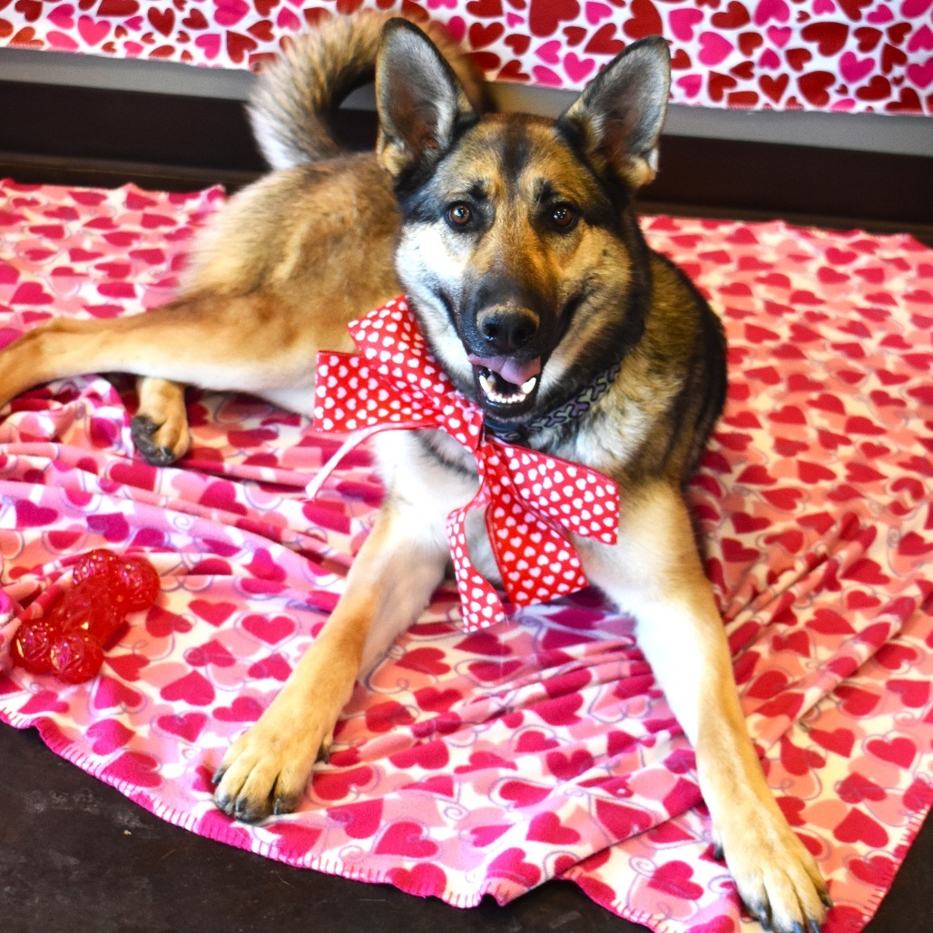 Zya (Kiel), an adoptable German Shepherd Dog in Rifle, CO, 81650 | Photo Image 6