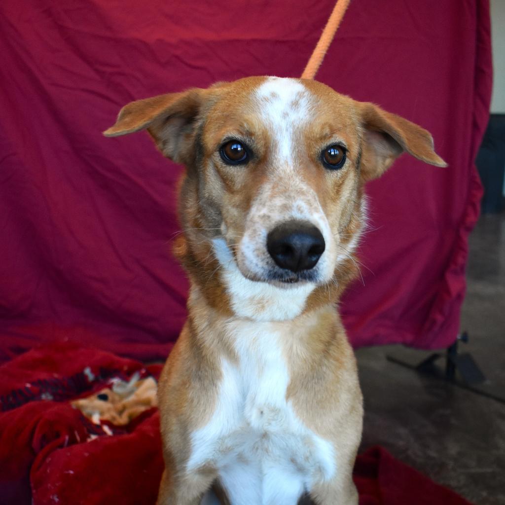 Luigi, an adoptable Cattle Dog, Mixed Breed in Rifle, CO, 81650 | Photo Image 1