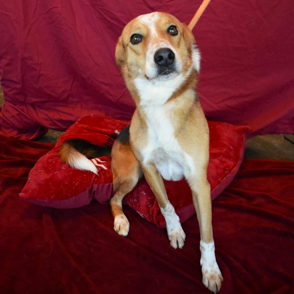 Luigi, an adoptable Cattle Dog, Mixed Breed in Rifle, CO, 81650 | Photo Image 2