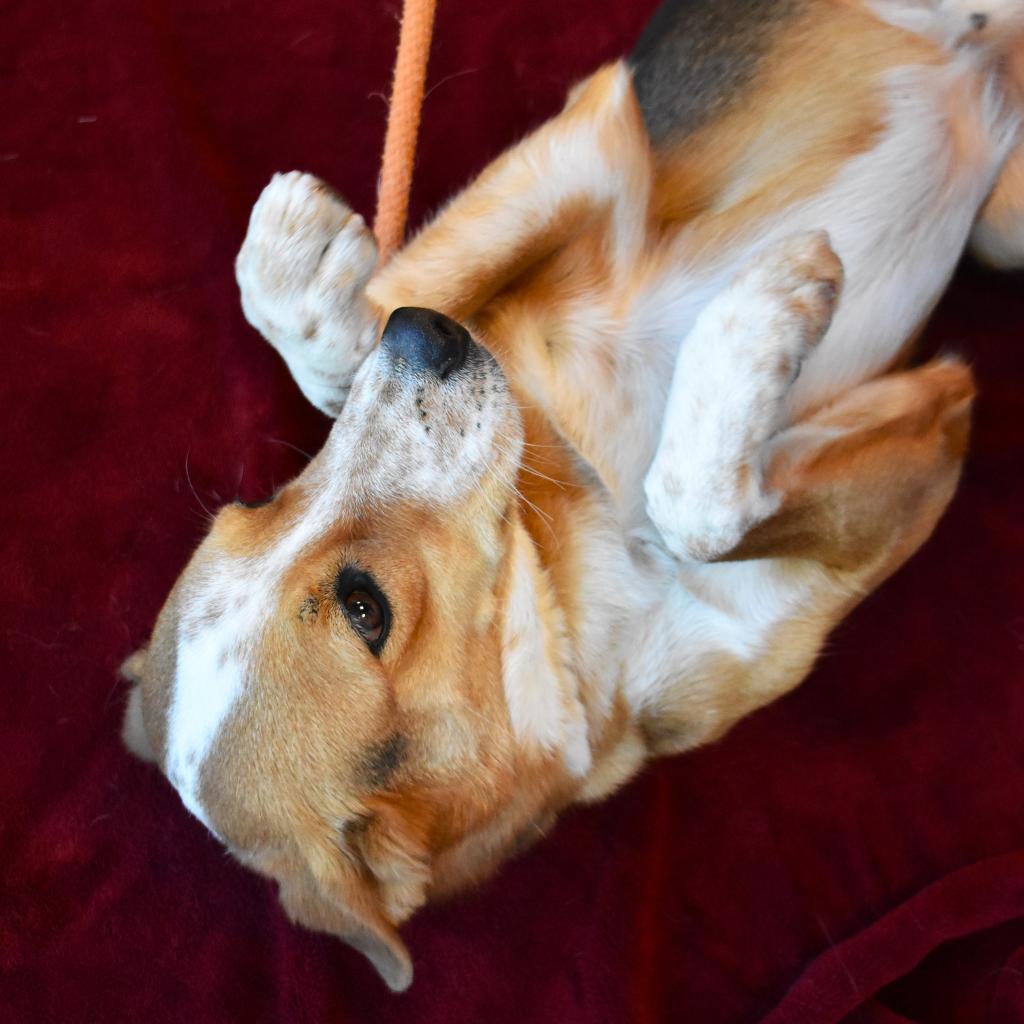 Luigi, an adoptable Cattle Dog, Mixed Breed in Rifle, CO, 81650 | Photo Image 3