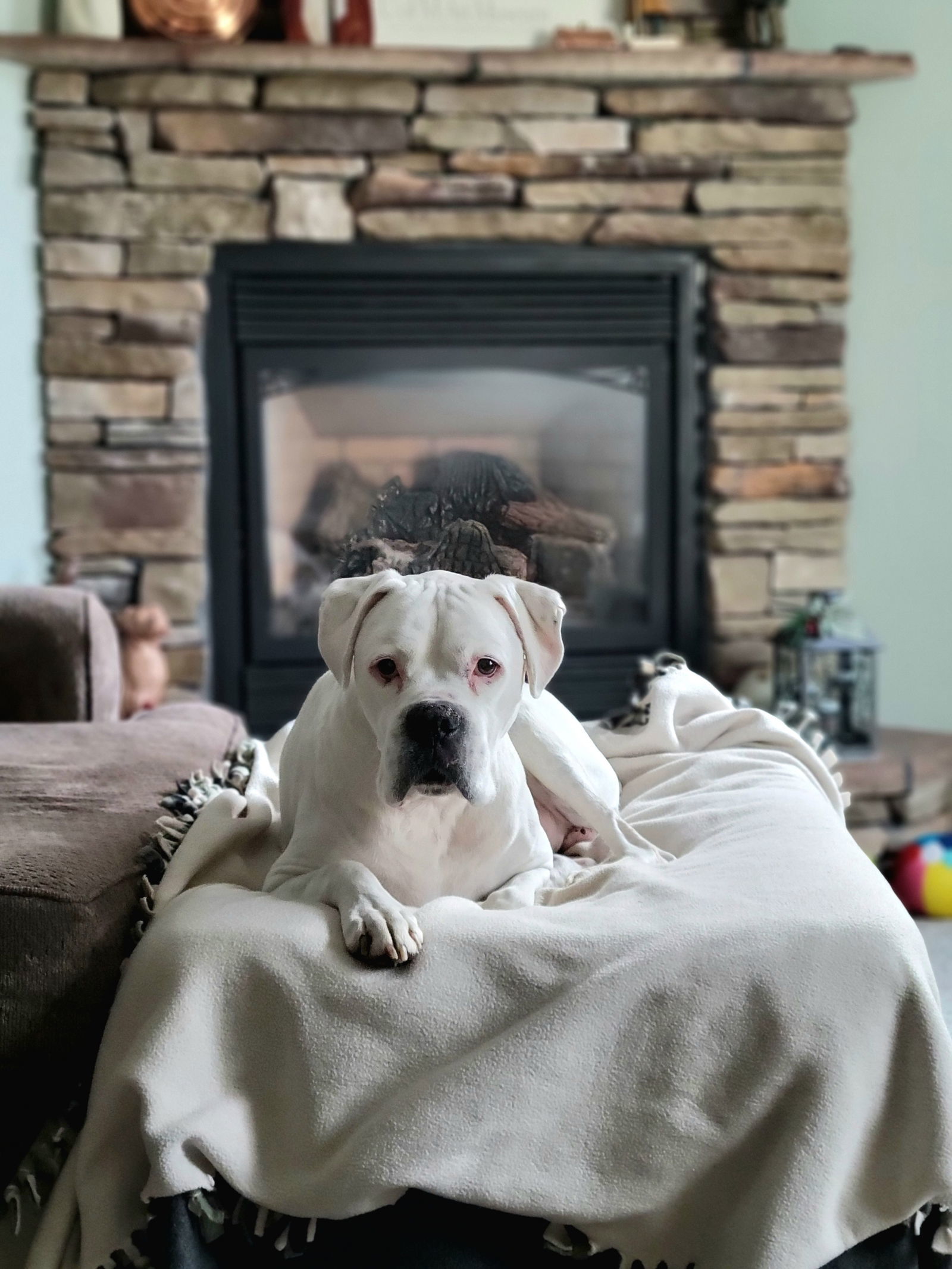 Gary *Bonded to Glenn*, an adoptable Boxer in Woodbury, MN, 55125 | Photo Image 1