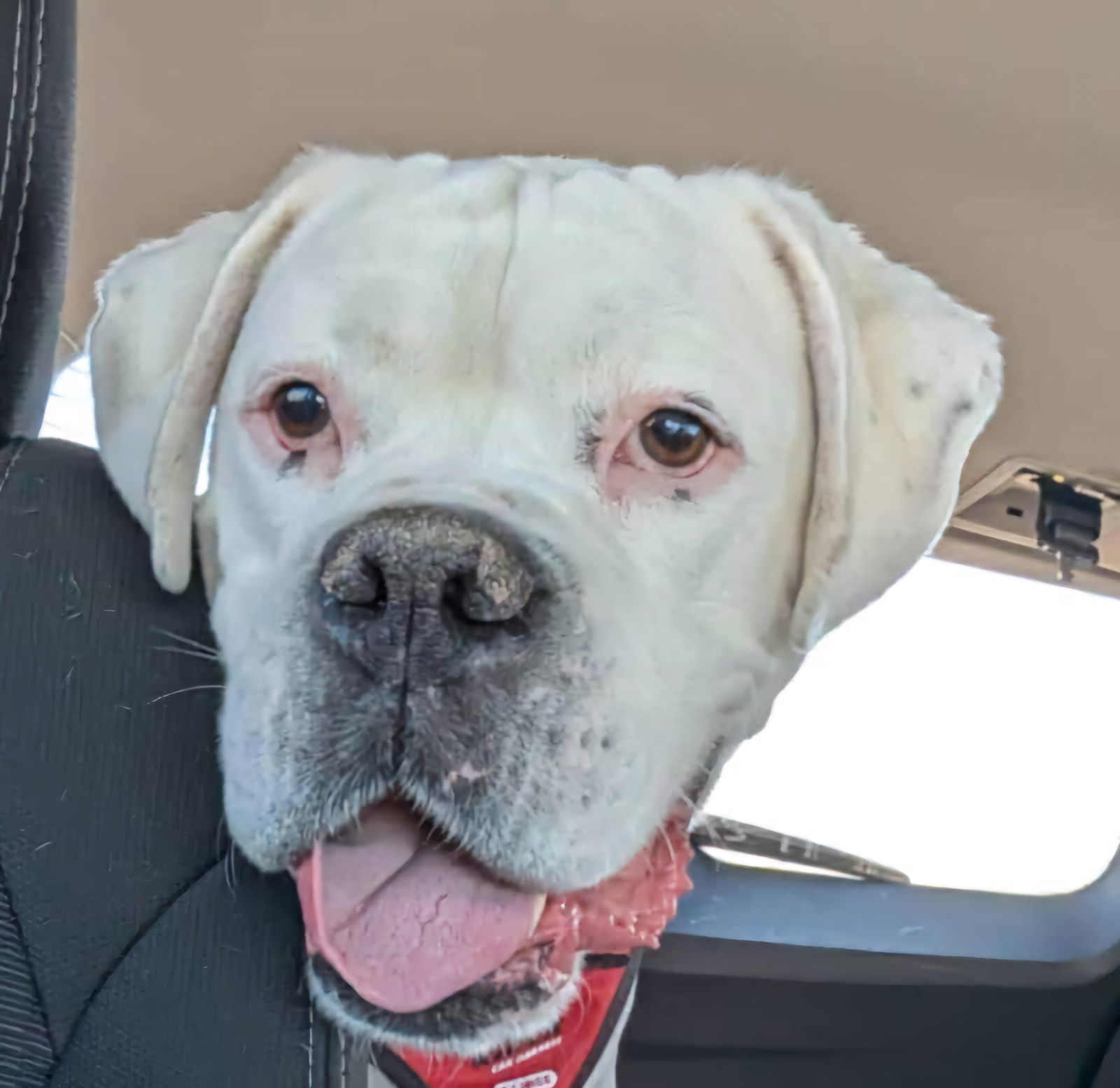 Gary *Bonded to Glenn*, an adoptable Boxer in Woodbury, MN, 55125 | Photo Image 2