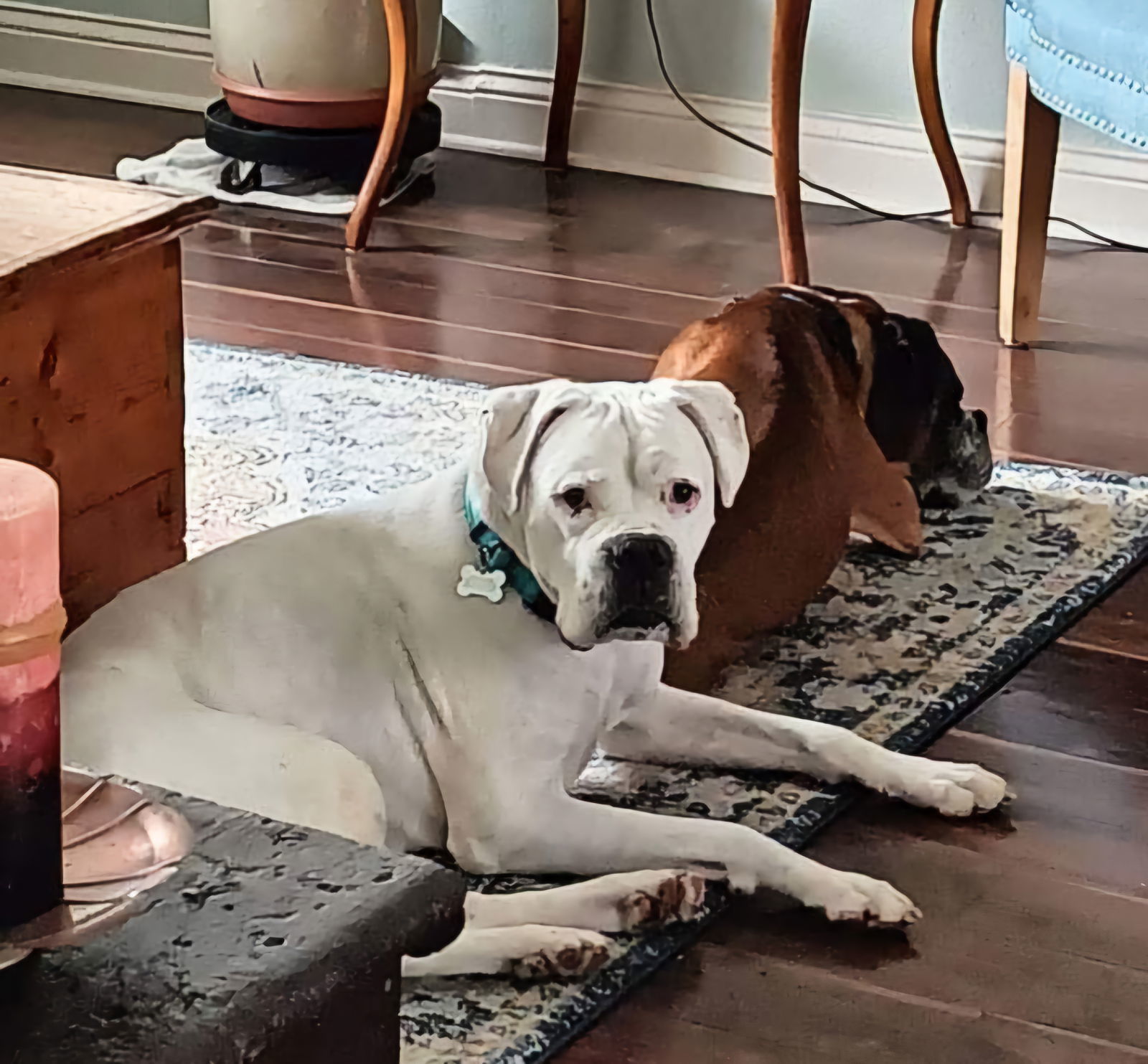 Gary *Bonded to Glenn*, an adoptable Boxer in Woodbury, MN, 55125 | Photo Image 3