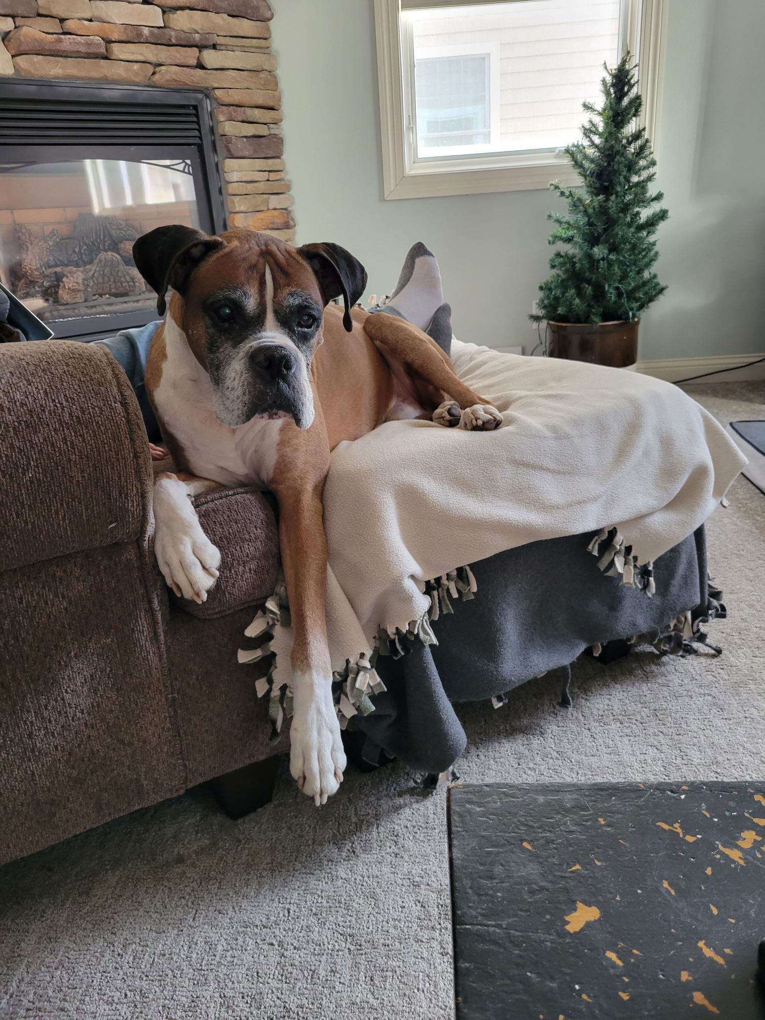 Glenn *Bonded to Gary*, an adoptable Boxer in Woodbury, MN, 55125 | Photo Image 1