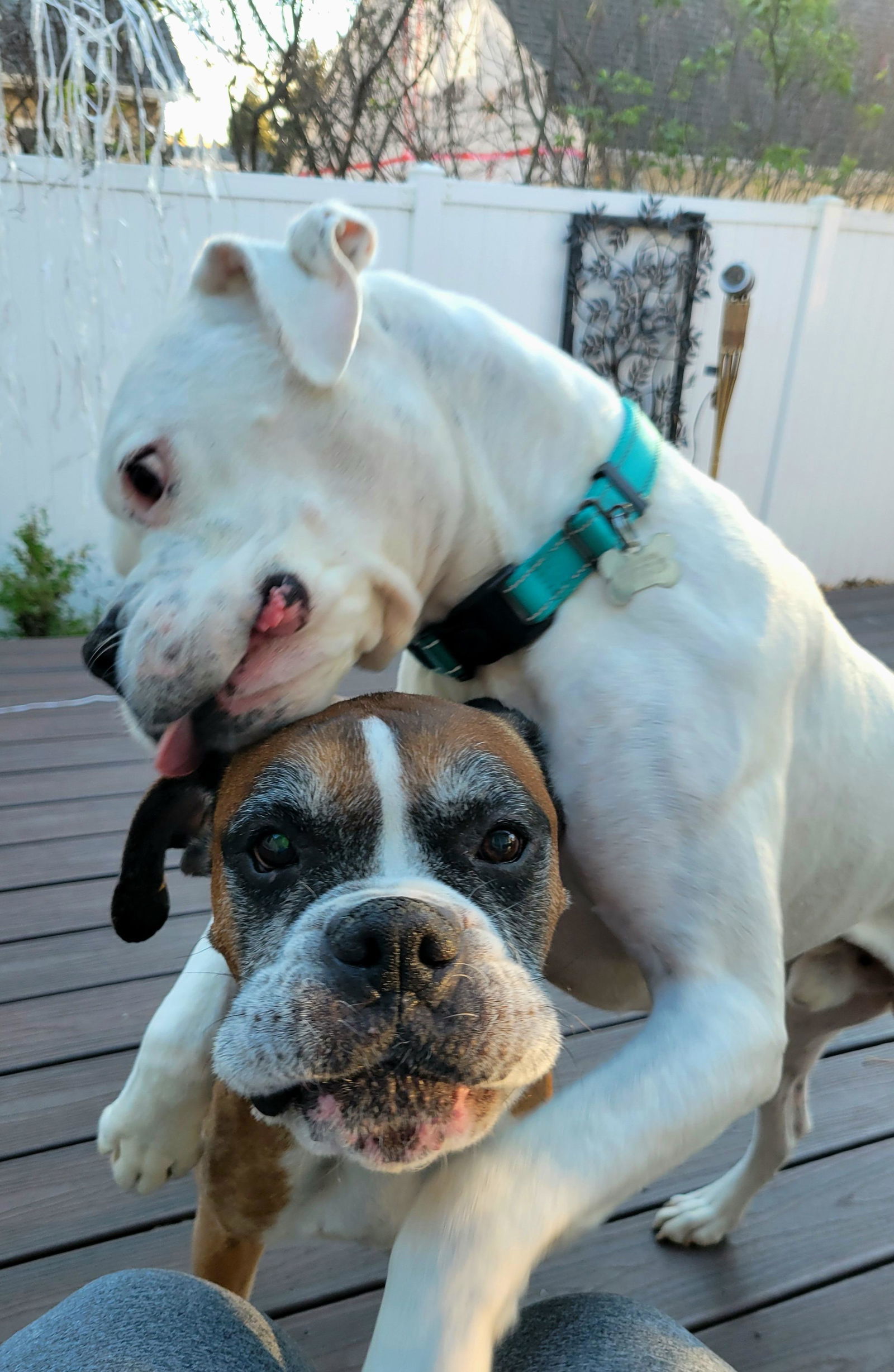 Glenn *Bonded to Gary*, an adoptable Boxer in Woodbury, MN, 55125 | Photo Image 2