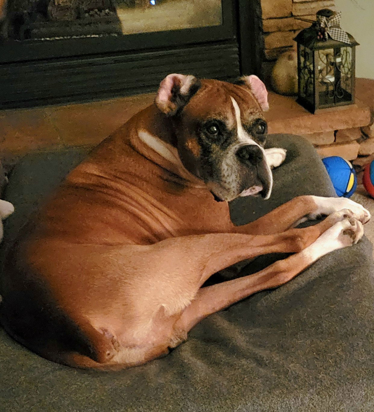 Glenn *Bonded to Gary*, an adoptable Boxer in Woodbury, MN, 55125 | Photo Image 3