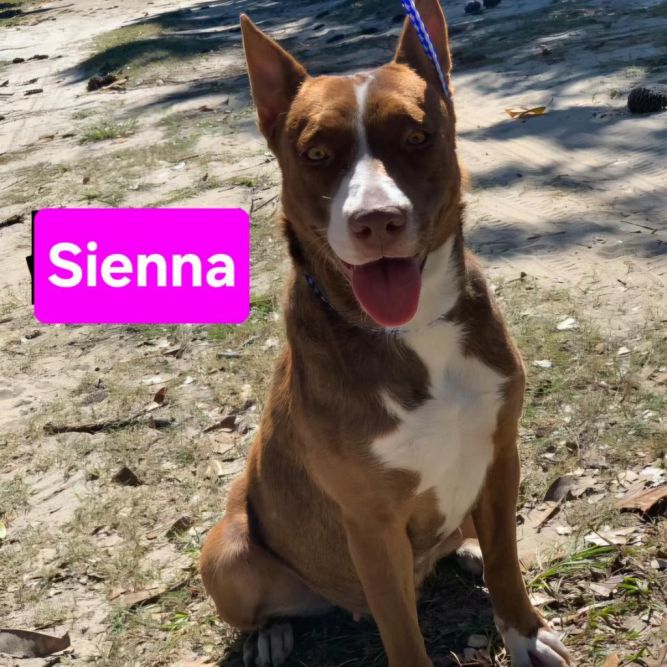 Sienna