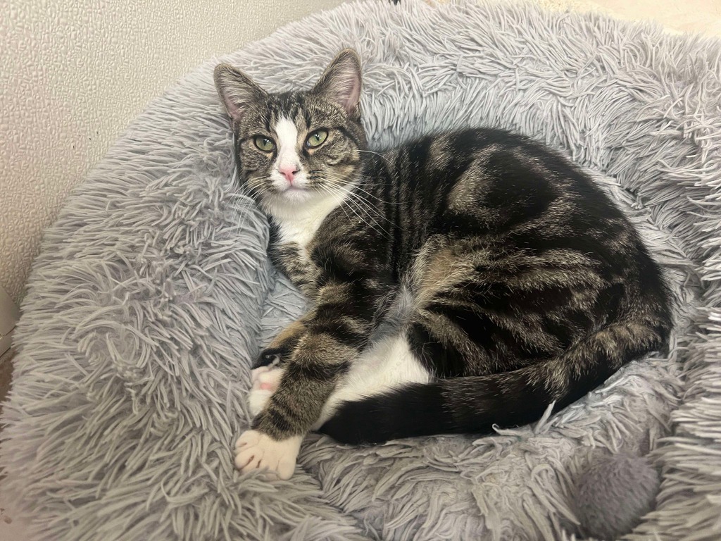 Purry Pixie