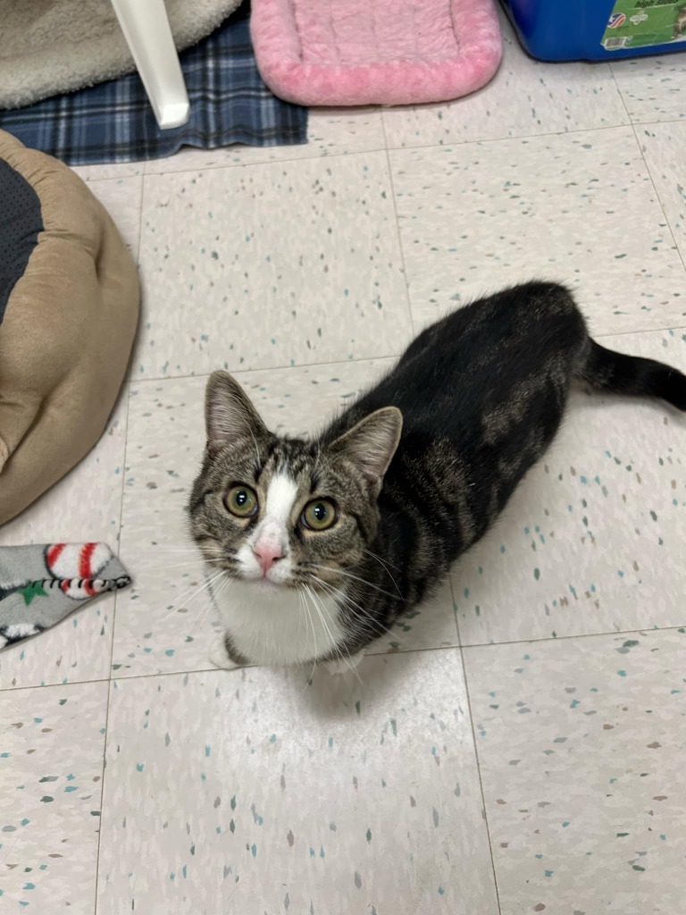 Purry Pixie