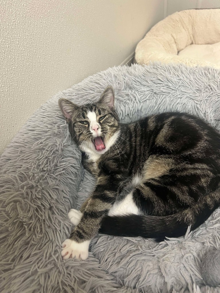 Purry Pixie