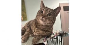 Waffle, Adult Male Domestic Short Hair