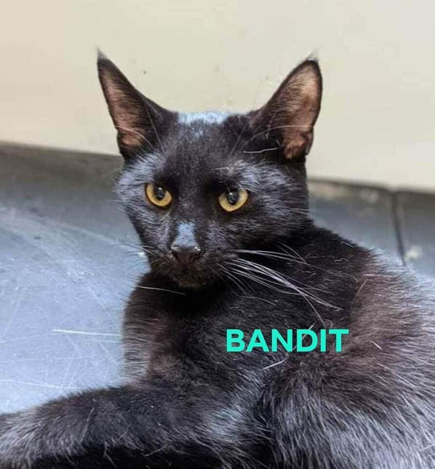 Bandit