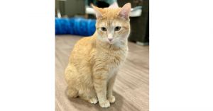 Shannon, Adult Female Domestic Medium Hair