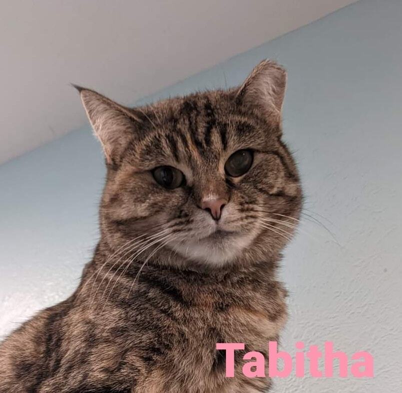 Tabitha