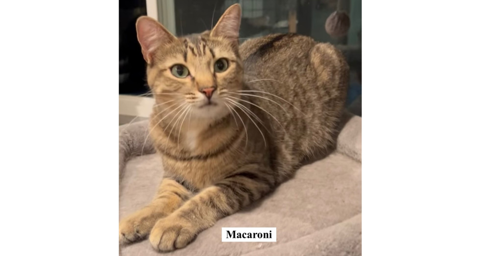 Macaroni