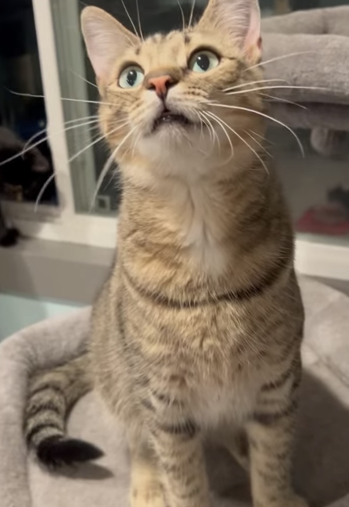 Macaroni
