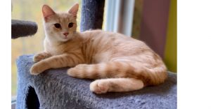 Fizzle, Adult Female Domestic Short Hair