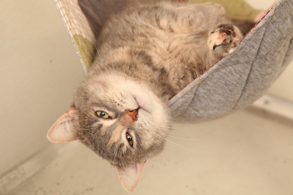 Polly #3, an adoptable Domestic Short Hair in Westfield, WI, 53964 | Photo Image 1