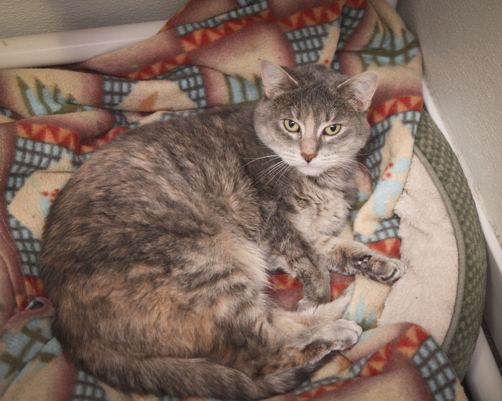 Polly #3, an adoptable Domestic Short Hair in Westfield, WI, 53964 | Photo Image 2