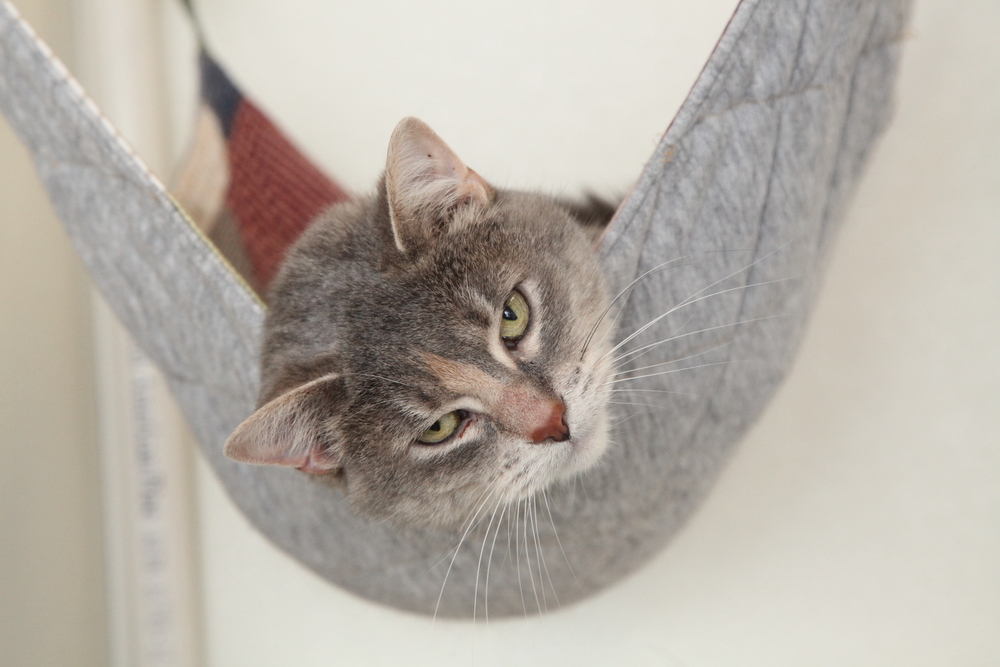 Polly #3, an adoptable Domestic Short Hair in Westfield, WI, 53964 | Photo Image 3