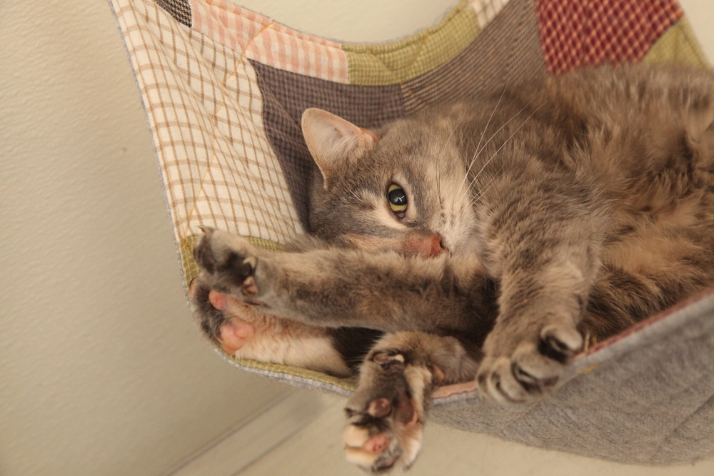 Polly #3, an adoptable Domestic Short Hair in Westfield, WI, 53964 | Photo Image 4