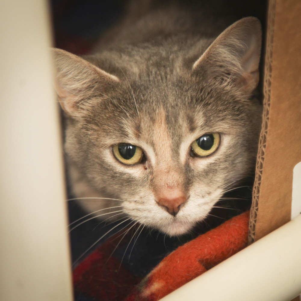 Polly #3, an adoptable Domestic Short Hair in Westfield, WI, 53964 | Photo Image 5