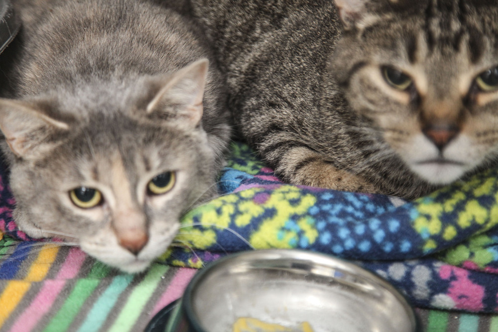 Polly #3, an adoptable Domestic Short Hair in Westfield, WI, 53964 | Photo Image 6