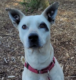 4553 Willow, Adult Female Labrador Retriever