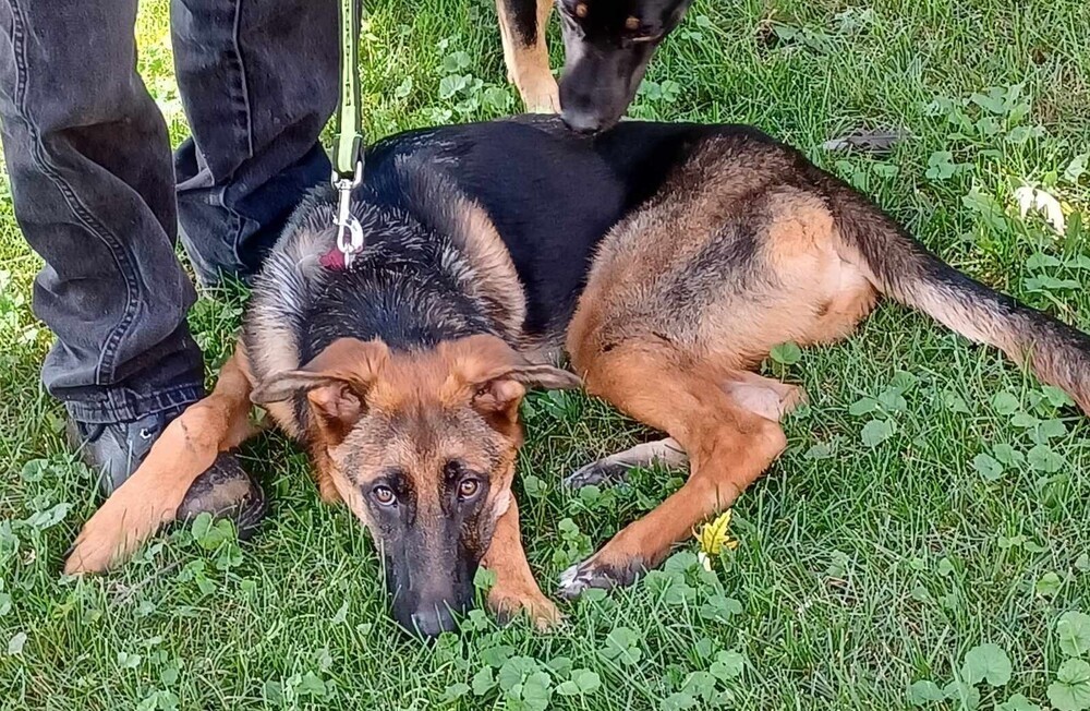 Glory, an adoptable German Shepherd Dog in Fredonia, WI, 53021 | Photo Image 1