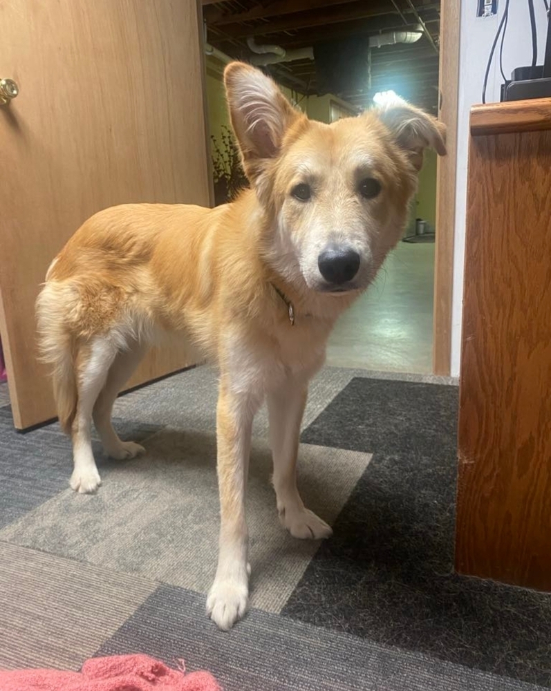 Meatball, an adoptable German Shepherd Dog, Labrador Retriever in Fredonia, WI, 53021 | Photo Image 2