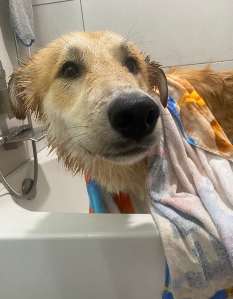 Meatball, an adoptable German Shepherd Dog, Labrador Retriever in Fredonia, WI, 53021 | Photo Image 3