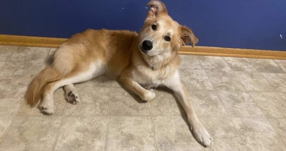 Meatball, an adoptable German Shepherd Dog, Labrador Retriever in Fredonia, WI, 53021 | Photo Image 4
