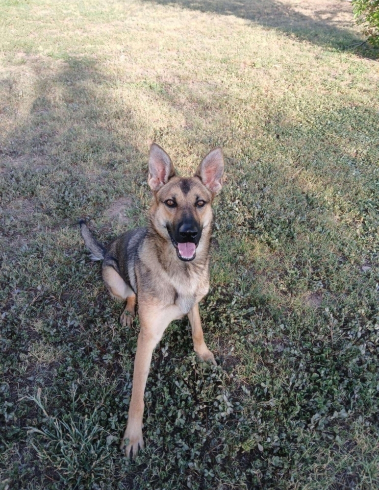 Fanny, an adoptable German Shepherd Dog in Fredonia, WI, 53021 | Photo Image 1
