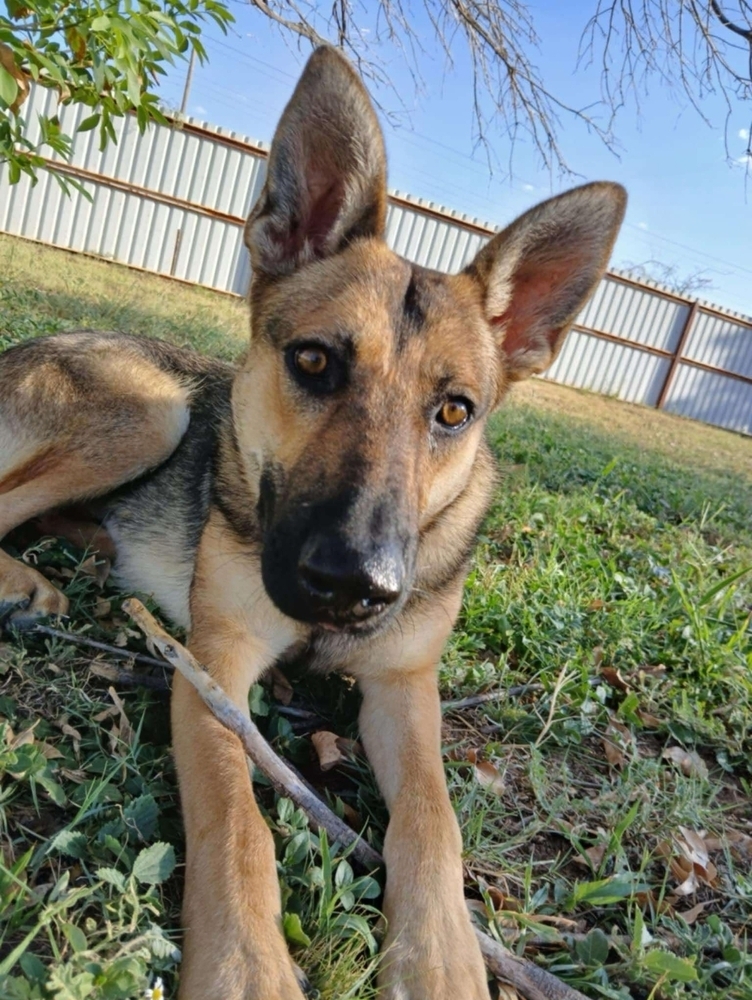 Fanny, an adoptable German Shepherd Dog in Fredonia, WI, 53021 | Photo Image 2