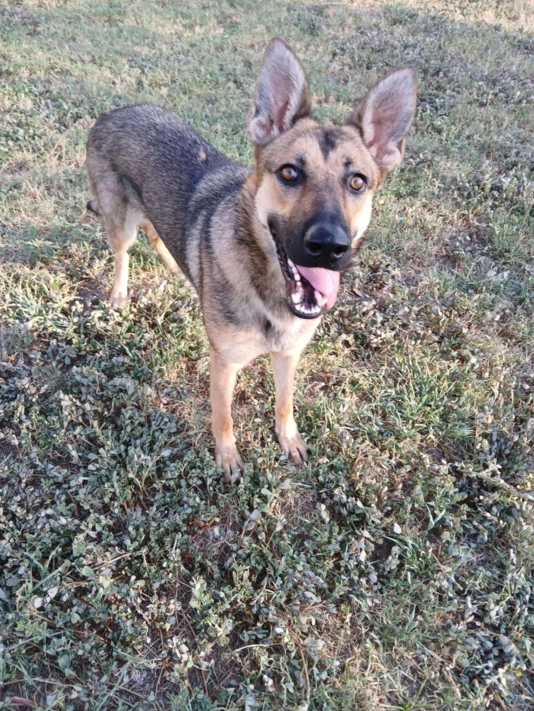 Fanny, an adoptable German Shepherd Dog in Fredonia, WI, 53021 | Photo Image 3
