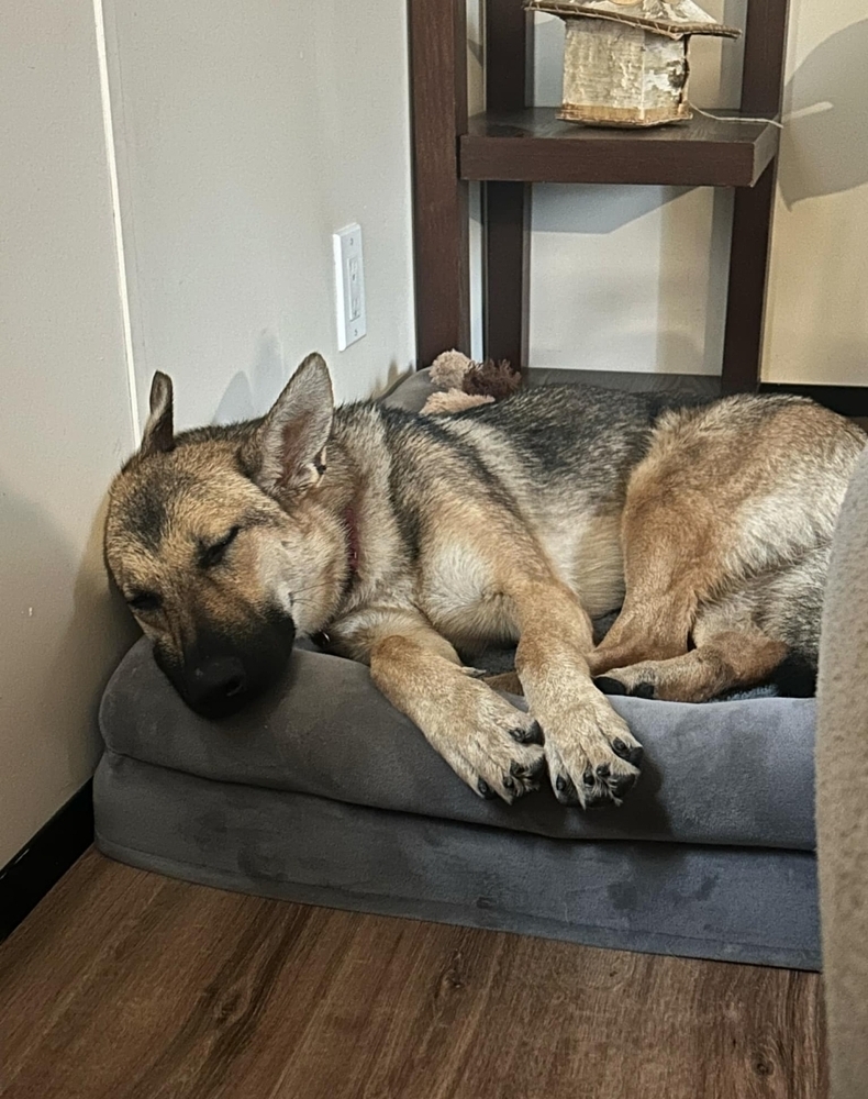 Fanny, an adoptable German Shepherd Dog in Fredonia, WI, 53021 | Photo Image 4