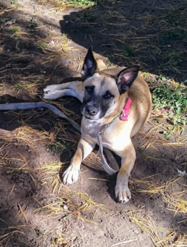 Tessa (Tesla), an adoptable German Shepherd Dog in Fredonia, WI, 53021 | Photo Image 1