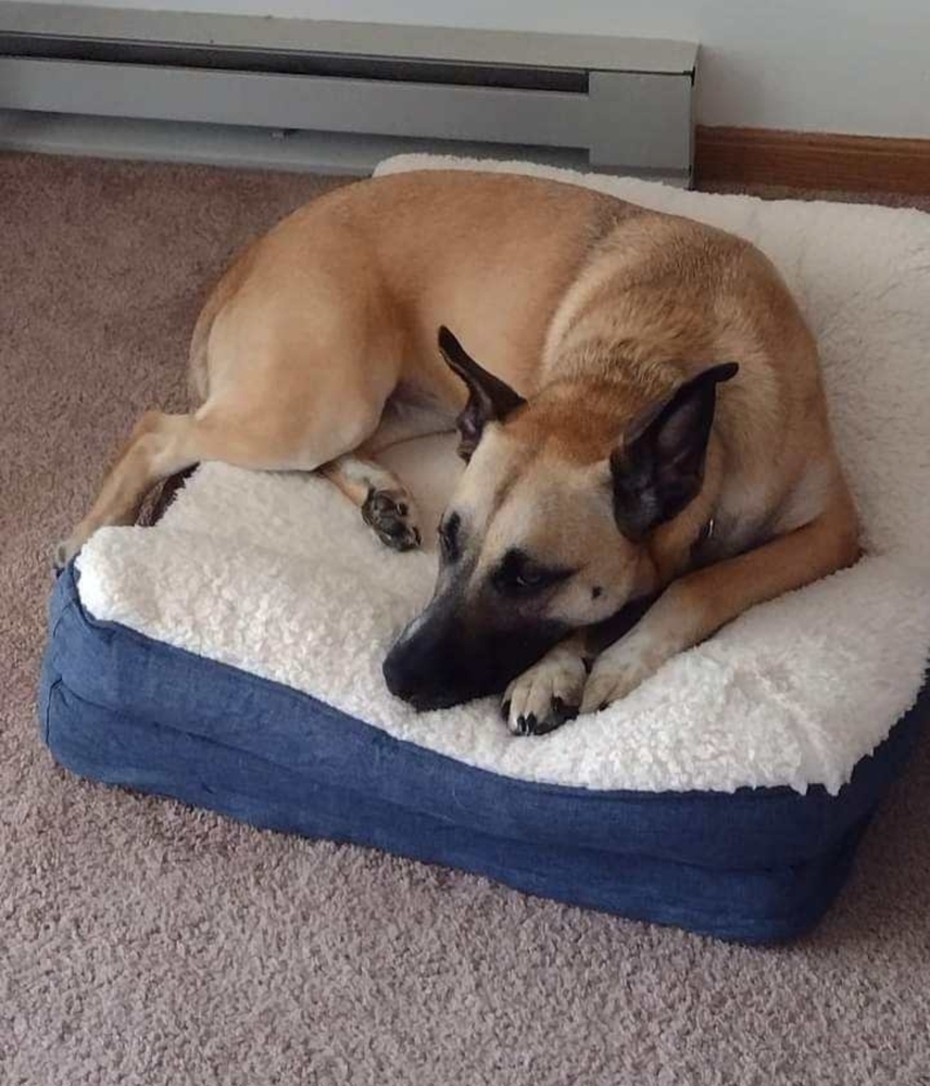 Tessa (Tesla), an adoptable German Shepherd Dog in Fredonia, WI, 53021 | Photo Image 4