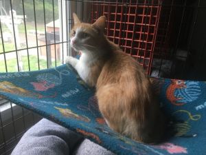 Raina ACC, Adult Female Domestic Short Hair